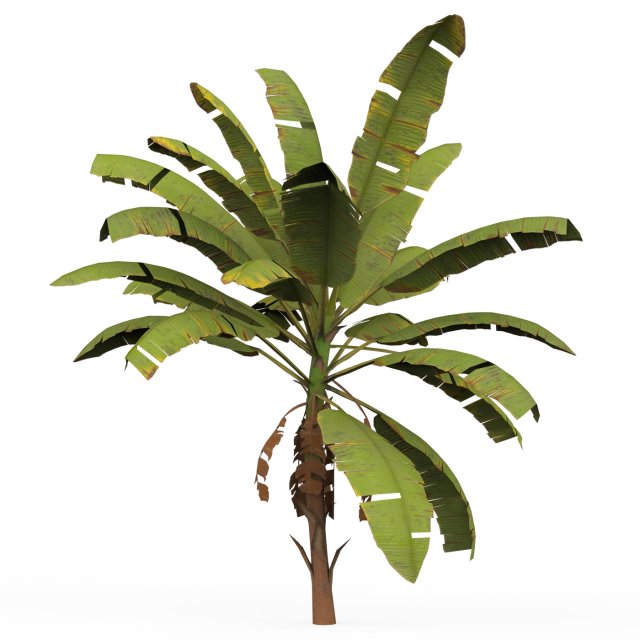 Banana Tree 03 3D Модель .c4d .max .obj .3ds .fbx .stl .blend 