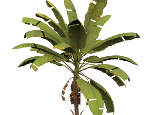 Banana Tree 03 3Dモデル