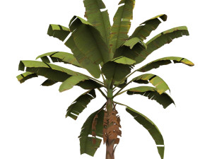 Banana Tree 03 3D Модель