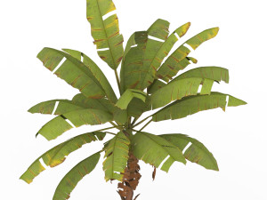 Banana Tree 03 3D Модель
