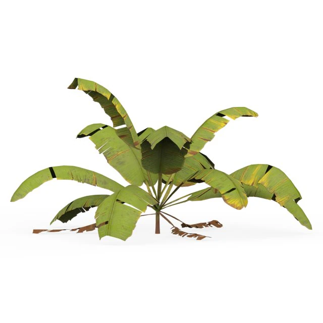 Banana Tree 04 3D Model .c4d .max .obj .3ds .fbx .stl .blend 