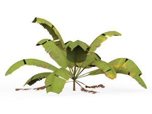 Banana Tree 04 3D 模型