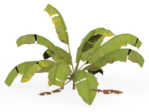Banana Tree 04 3D Model