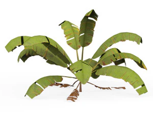 Banana Tree 04 3D Model