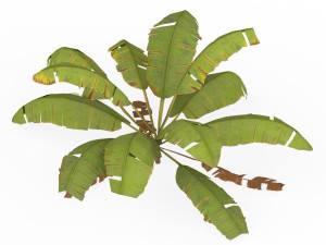 Banana Tree 04 3D 모델