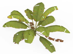 Banana Tree 04 3D Model