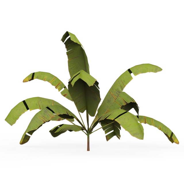 Banana Tree 05 3D Model .c4d .max .obj .3ds .fbx .stl .blend 