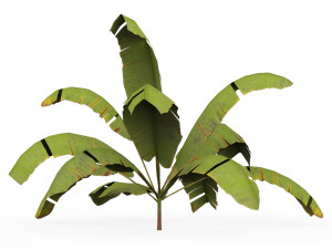 Banana Tree 05 3D 模型