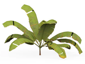 Banana Tree 05 3D Model