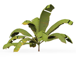 Banana Tree 05 3D Model