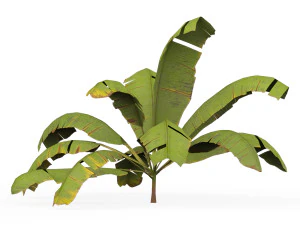 Banana Tree 05 3D Model