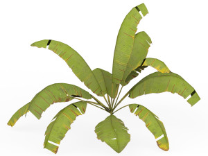 Banana Tree 05 3D Model