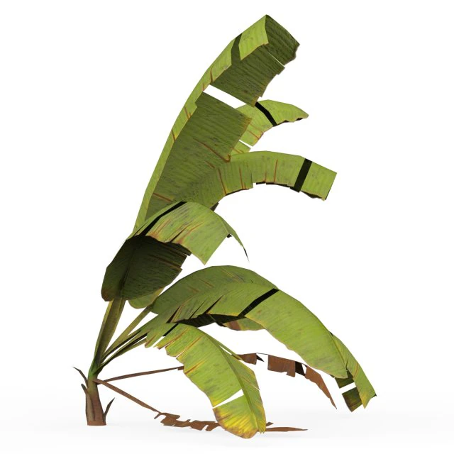 Banana Tree 06 3D Model .c4d .max .obj .3ds .fbx .stl .blend