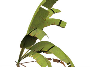 Banana Tree 06 3D Model