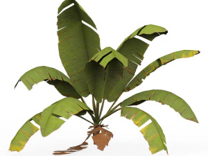 Banana Tree 06 3D Model