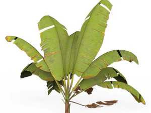 Banana Tree 06 3D Model