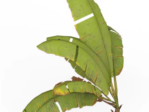 Banana Tree 06 3D Model