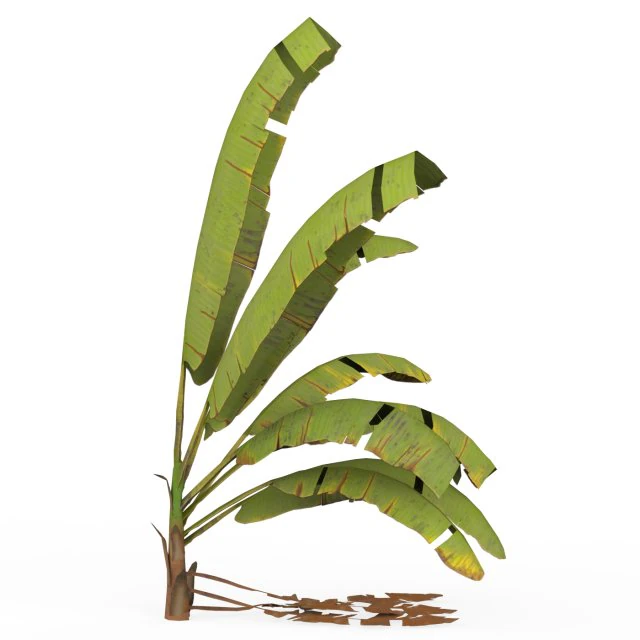Banana Tree 07 3D Model .c4d .max .obj .3ds .fbx .stl .blend 