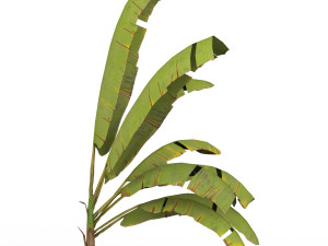 Banana Tree 07 3D मॉडल