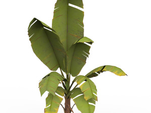 Banana Tree 07 Modelo 3D