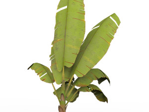 Banana Tree 07 Modelo 3D