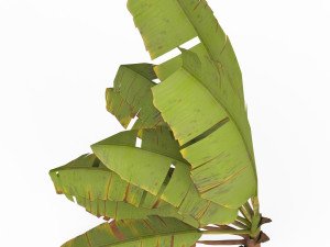Banana Tree 07 Modelo 3D