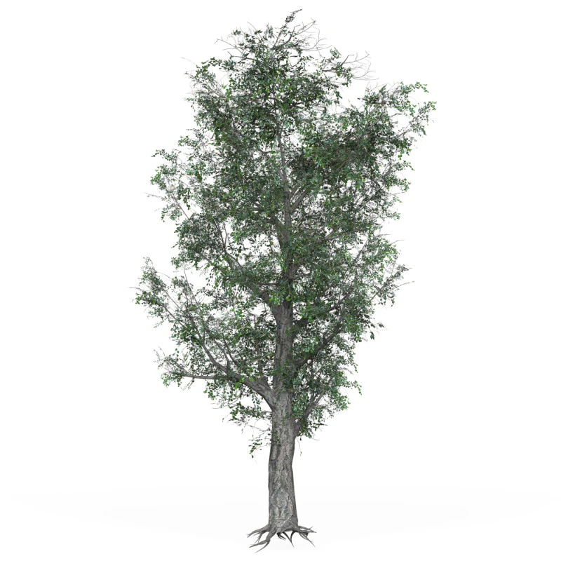 Low Poly Oak Tree 01 3D Model .c4d .max .obj .3ds .fbx .stl .blend 