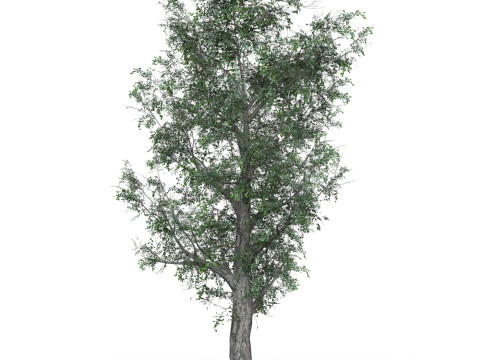 Low Poly Oak Tree 01 3D Model