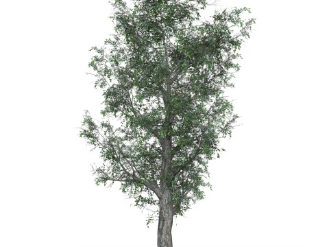 D&uuml;ş&uuml;k Poli Meşe Ağacı 01 3D Model