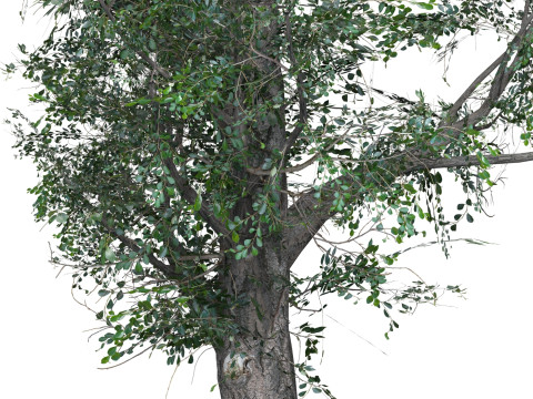 Low Poly Oak Tree 01 3Dモデル