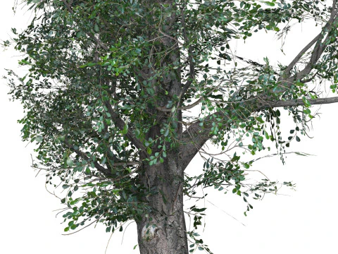 Low Poly Oak Tree 01 3D Model