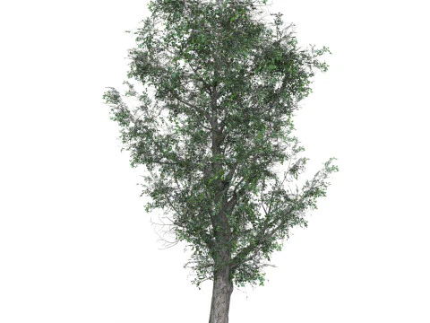 Low Poly Oak Tree 01 3D Model