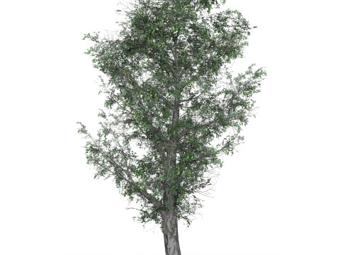 Low Poly Oak Tree 01 3Dモデル