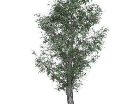 Low Poly Oak Tree 01 3D Model