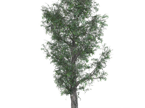 Low Poly Oak Tree 01 3Dモデル