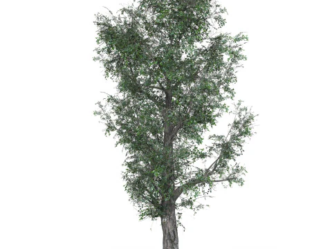 Low Poly Oak Tree 01 3D Model
