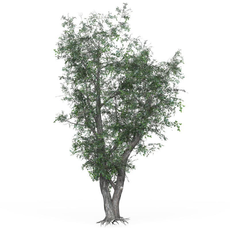 Low Poly Oak Tree 02 Modèle 3D .c4d .max .obj .3ds .fbx .stl .blend 