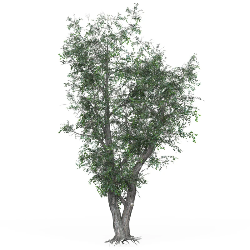 Low Poly Oak Tree 02 3D Model .c4d .max .obj .3ds .fbx .stl .blend 