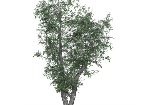 Low Poly Oak Tree 02 3D Model