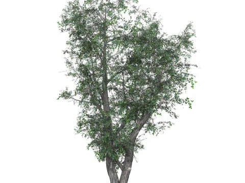 D&uuml;ş&uuml;k Poli Meşe Ağacı 02 3D Model