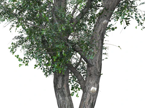 Low Poly Oak Tree 02 3D Model