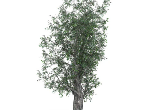 Low Poly Oak Tree 02 3D Model