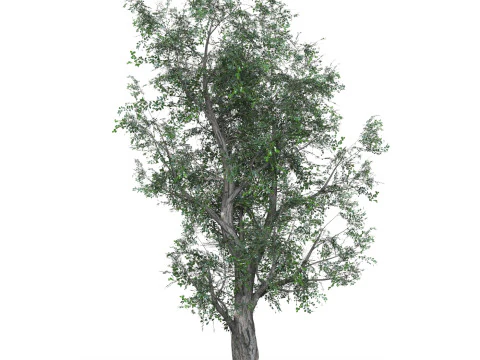 Low Poly Oak Tree 02 3D Model