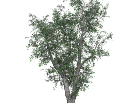 Low Poly Oak Tree 02 3D Model