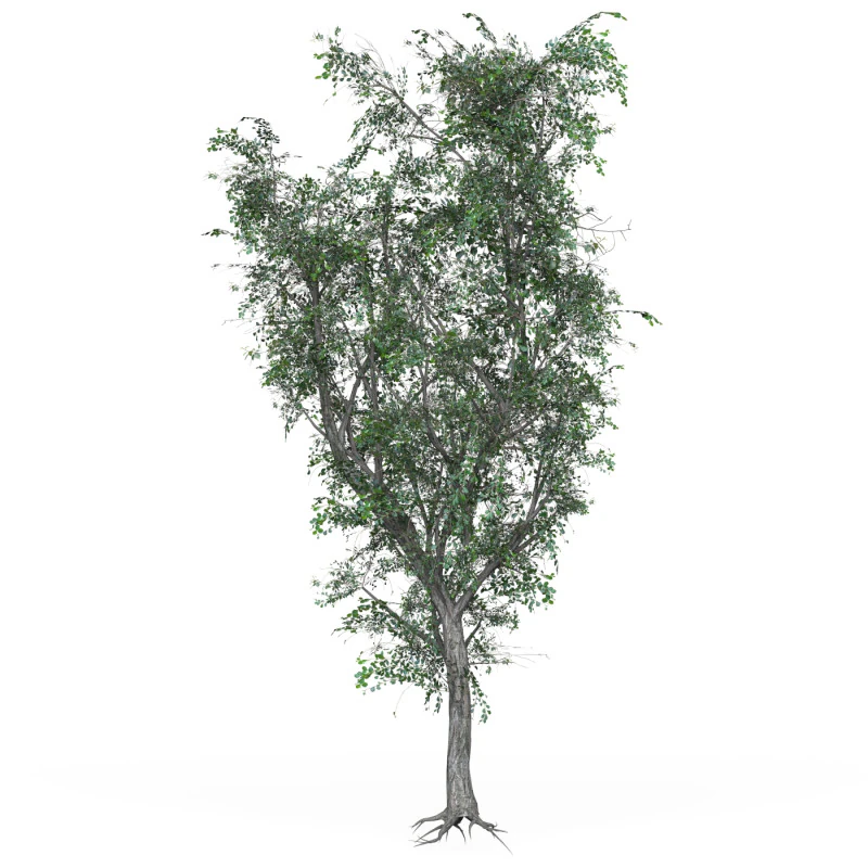 Low Poly Oak Tree 03 3D Model .c4d .max .obj .3ds .fbx .stl .blend 