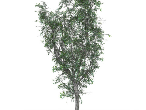 Low Poly Oak Tree 03 3Dモデル