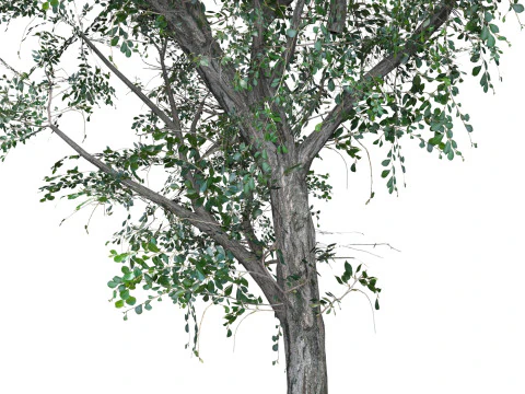 Low Poly Oak Tree 03 3D Model