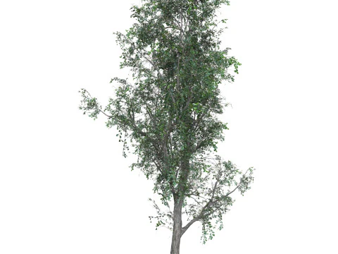 Low Poly Oak Tree 03 3D Model