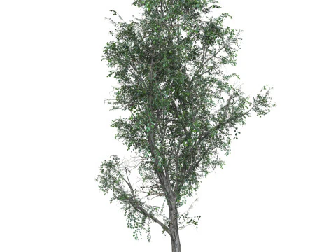 Low Poly Oak Tree 03 3D Model