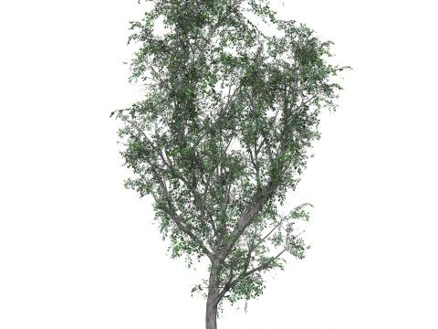 Low Poly Oak Tree 03 3D मॉडल